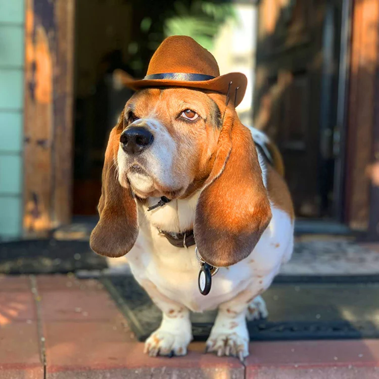Adjustable Pet Cowboy Hat Dog Cosplay Cap Holiday Costume Party Decoration, Size: S(Black) - Image 7