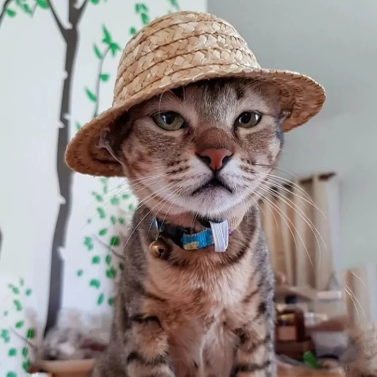 Mini Pet Straw Hat Cat Dog Birthday Party Sun Visor Hat, Size: S 10cm - Image 7