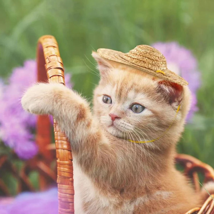 Mini Pet Straw Hat Cat Dog Birthday Party Sun Visor Hat, Size: XL 20cm - Image 6